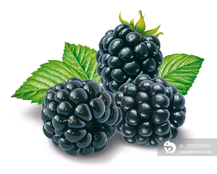 Drei Brombeeren