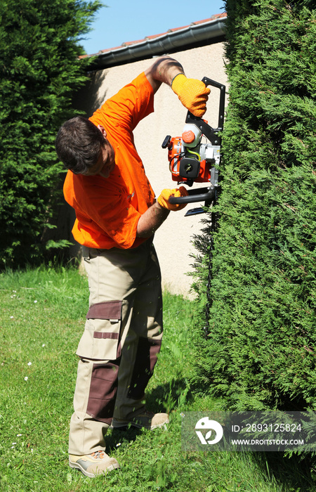 园丁用树篱修剪器修剪柏树