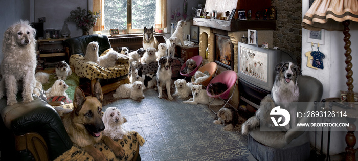 Portrait of 24 dogs in a living room in front of a TV