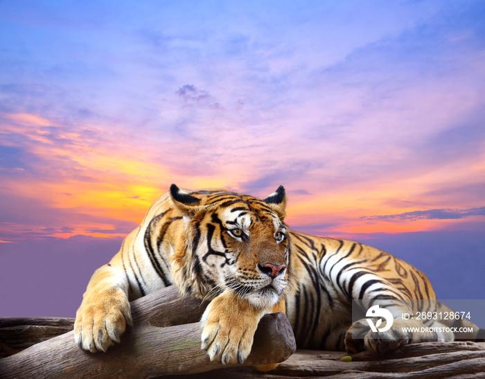 日落时分，老虎在岩石上看着美丽的天空
