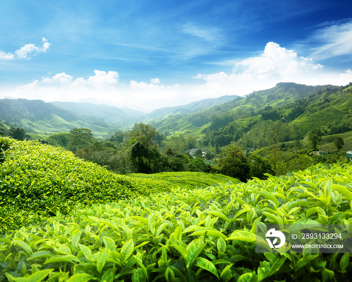 马来西亚金马伦高地的茶园