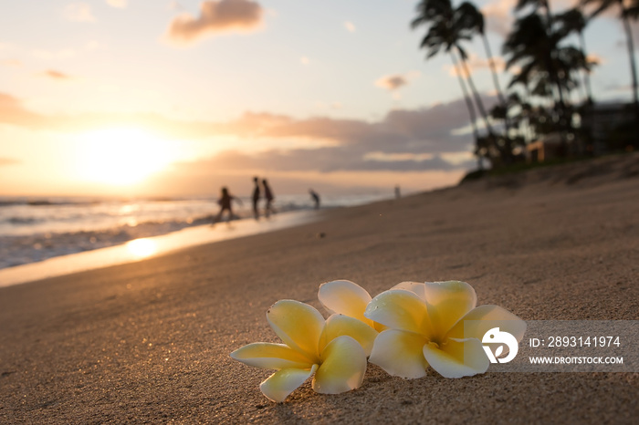 Plumeria flowers on the shore on sunset beach with golden sunlight and people on background