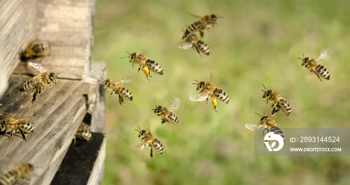 我Bienenstock称