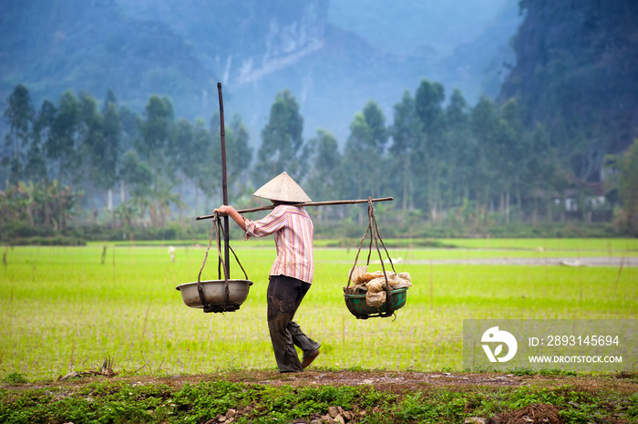 越南农民在稻田在宁平，Tam Coc。亚洲的有机农业