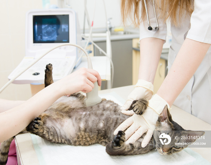 德文霸王龙猫在兽医处接受超声波扫描