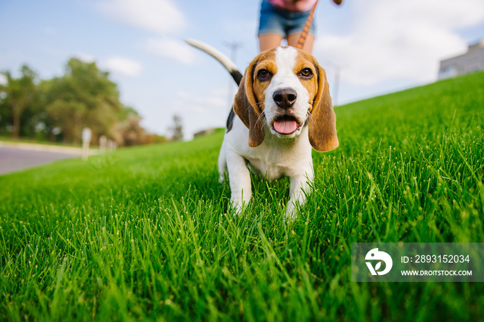 绿草地上的狗。小猎犬遛狗