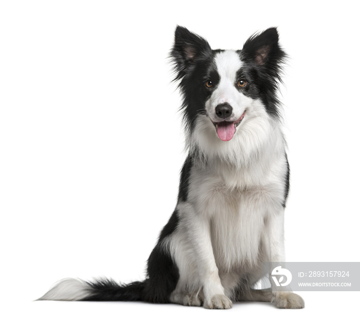 Border Collie (18 months old)