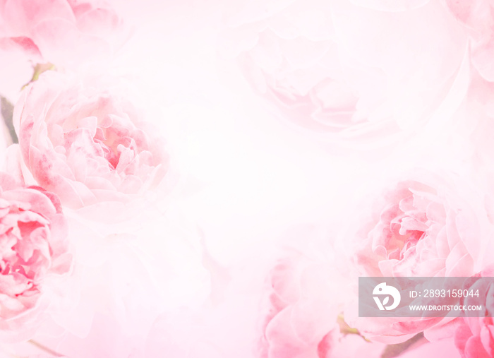 the sweet pink rose flowers for love romance background