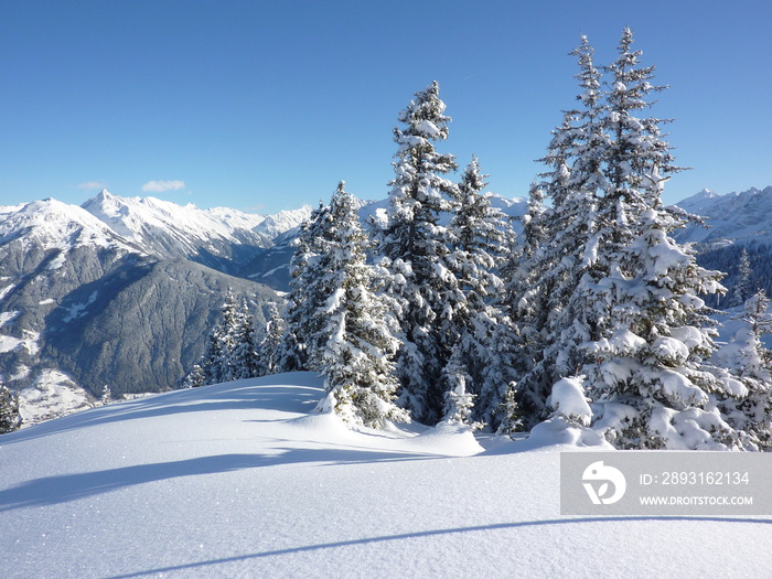 Weihnachtsbäume in der Winterlandschaft