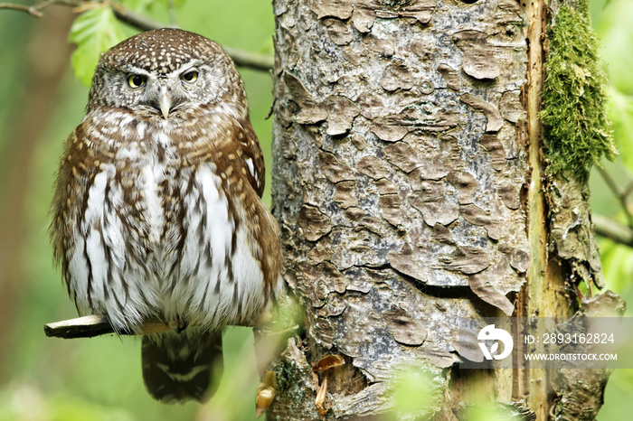 雀龙目(Glaucidium passerinum)