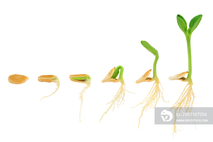 南瓜植物生长隔离序列，演化概念