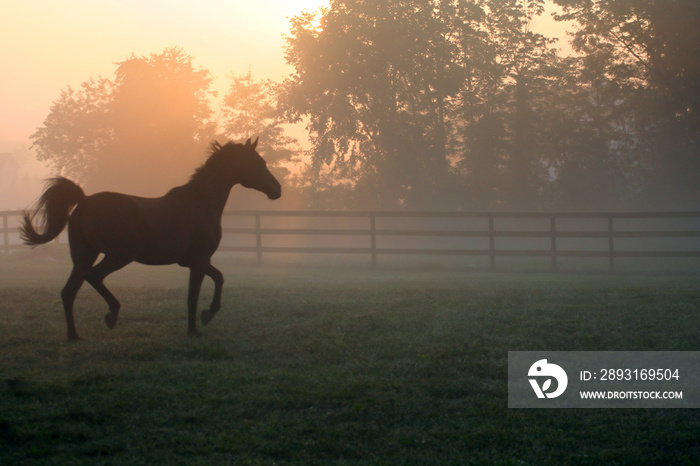 Arabian Horse Trotting in Fog – An Arabian horse trots around his pasture in the morning fog.