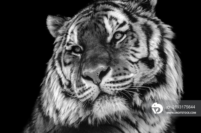 Bold contrast black and white tiger face close-up