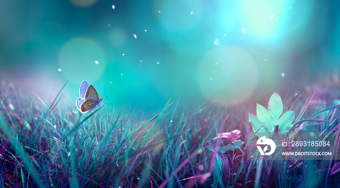 蝴蝶在草地上的草地上，在夜晚的明媚月光下，大自然在蓝色和紫色中飞舞