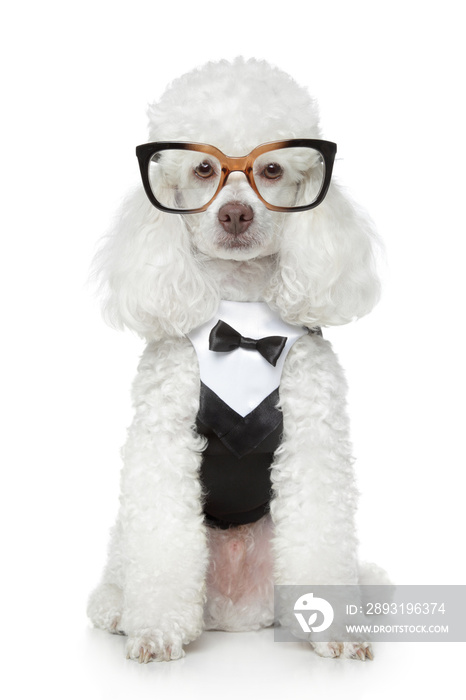 穿着燕尾服和眼镜的有趣的玩具贵宾犬