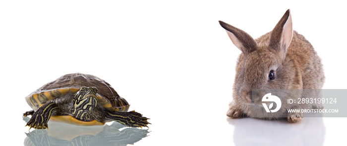 Cute Bunny and Turtle. Concept: Competition