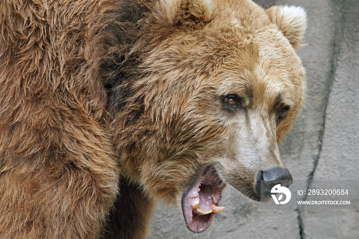 Captive, angry grizzly bear with mouth open growling (Ursus arctos) portrait