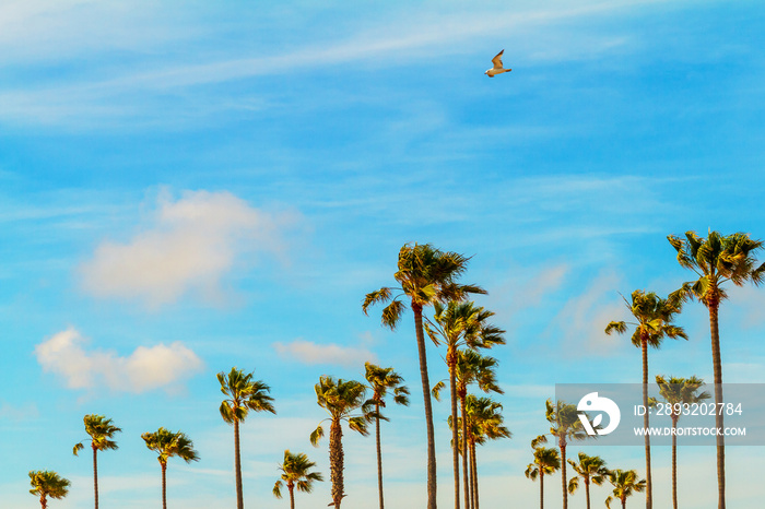 Palm Trees on a Breeze Day