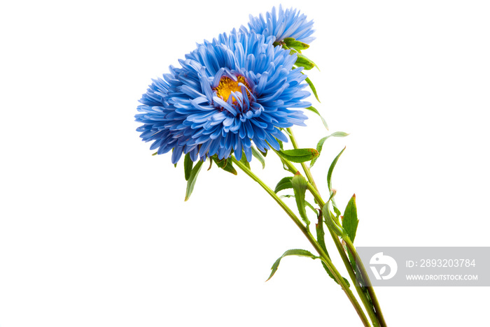 blue aster isolated