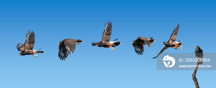 Harris Hawk flying. Isolated hawk against blue sky