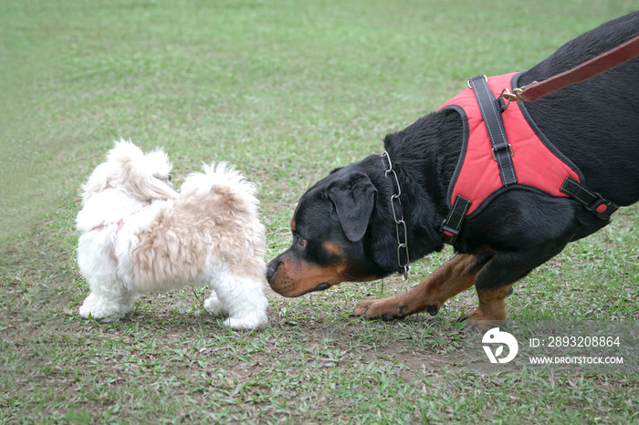 Rottweiler dog sniffing another small dogs butt rear end. Dog socializing concept.