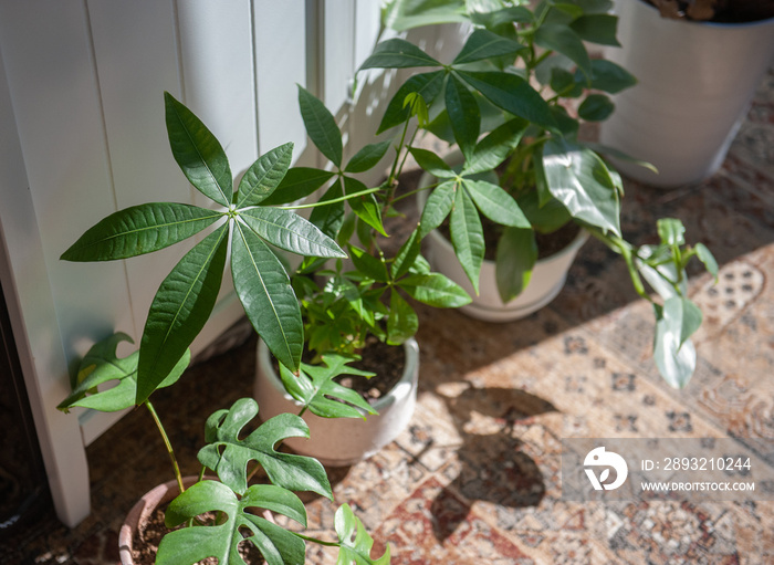 観葉植物　インテリア