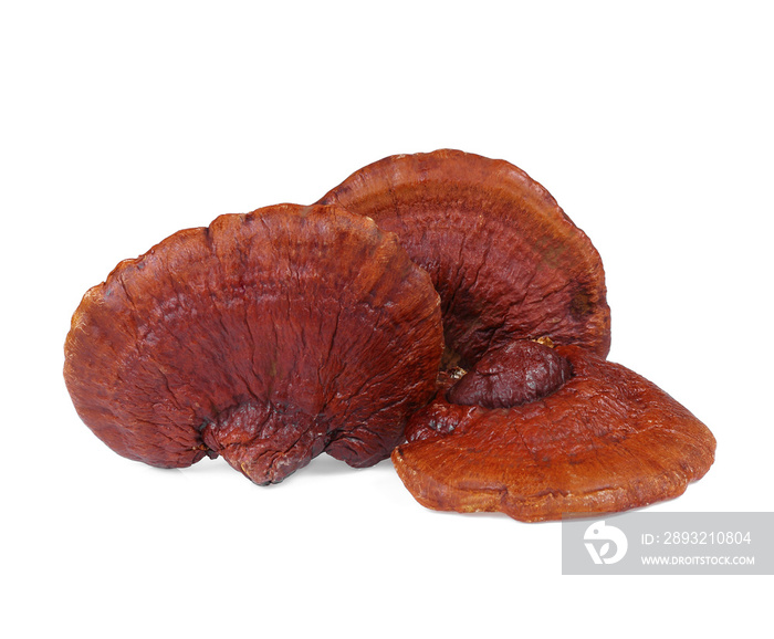 Lingzhi Mushroom Ganoderma Lucidum Isolated on white background.