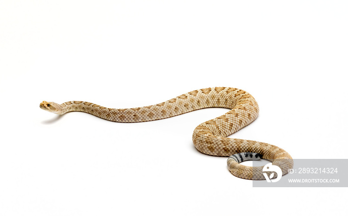 Santa Catalina Island Rattlesnake on White Background