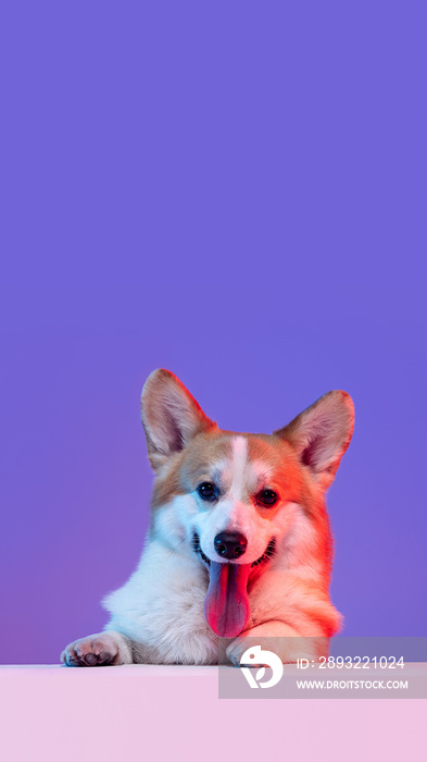 有趣漂亮的柯基犬，紫色演播室背景i上伸出舌头的宠物