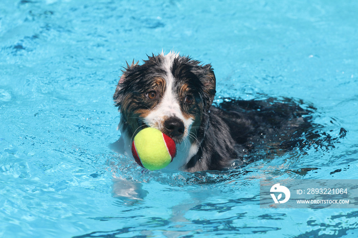 Dog playing with a tennis ball in a swimming pool