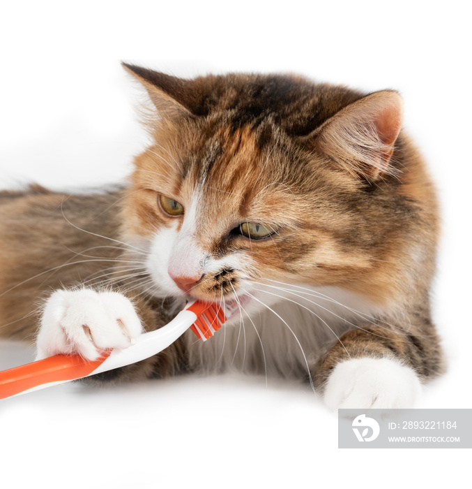 可爱的猫用牙刷清洁牙齿。二月或口腔健康月的概念
