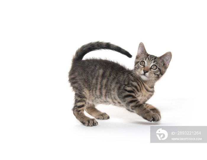 Cute tabby kitten on white background