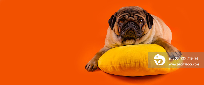 美丽的哈巴狗躺在黄色枕头上。可爱的小狗躺在橙色背景上。