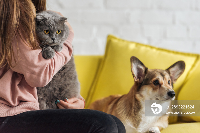 一名女子与柯基犬和苏格兰折叠猫坐在沙发上看着镜头的短镜头