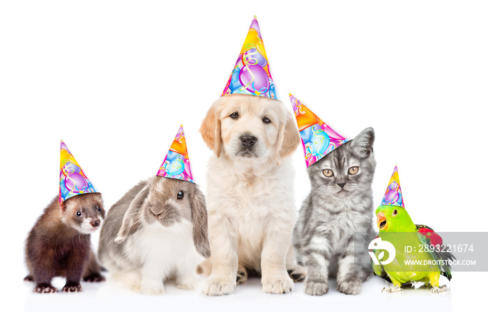 Group of pets in  party hats together in front view. Isolated on white background