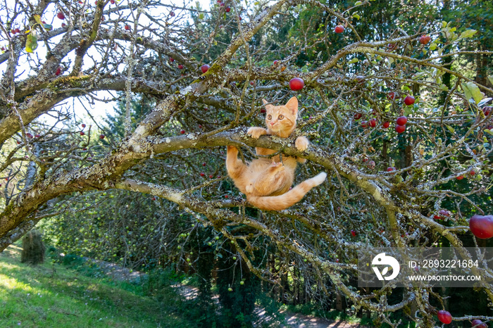 CAT IN THE APPLE TREE . KATZE IM APFELBAUM