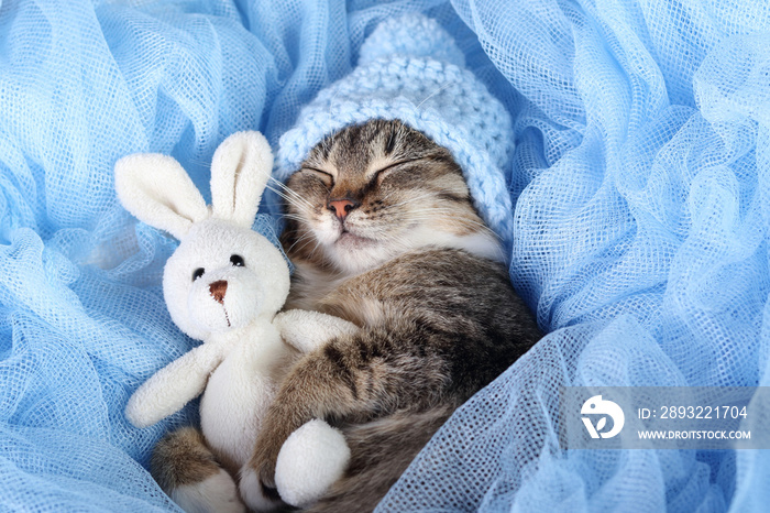 戴着蓝色帽子的小灰猫睡觉并拥抱一只小玩具兔子。小猫躺在蓝色的ba上打瞌睡