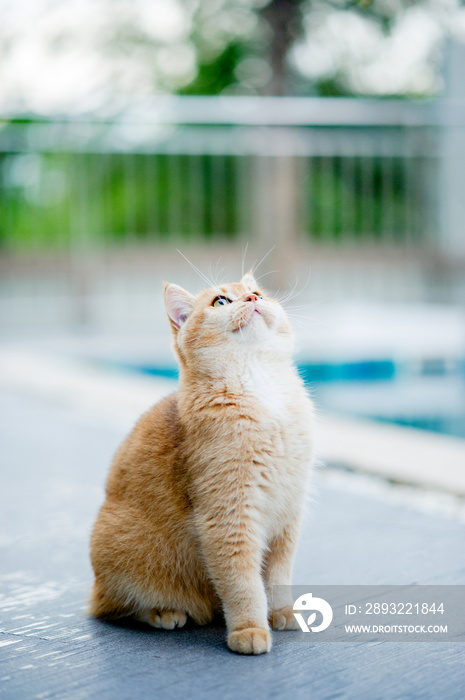 一只橙色的猫在家里游泳池边的地板上行走。
