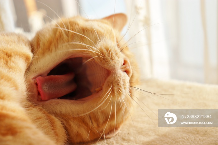 Yawning cat with a big mouth open.伸び伸び口を開けてあくびする猫アメリカンショートヘア