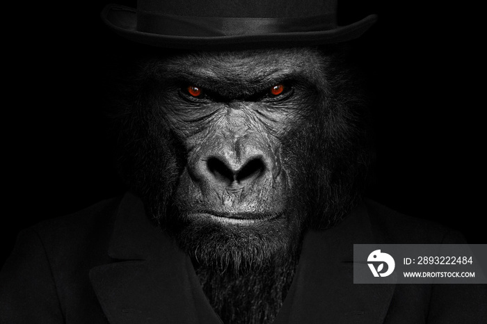 大猩猩哺乳动物形式的人，大猩猩人，动物脸孤立的黑白