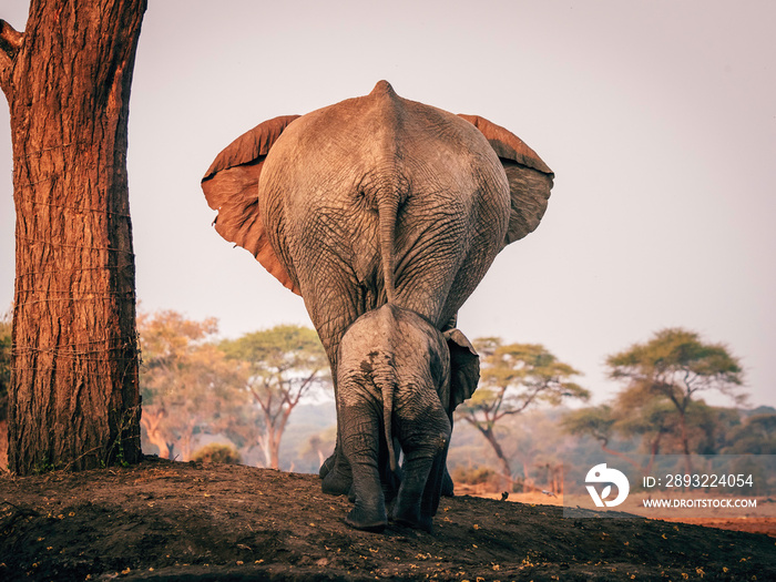 Elefantenkuh mit Jungtier in Linie，Senyati Safari Camp，博茨瓦纳