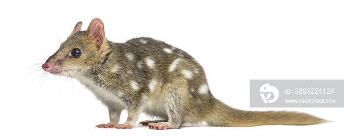 Profile of a Quoll isolated on white