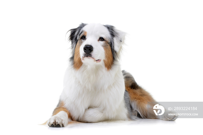 Studio shot of an adorable Australian shepherd