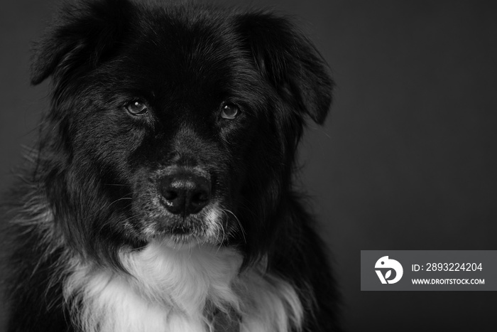 Black and white portrait of a black dog on a black background looking into the camera.