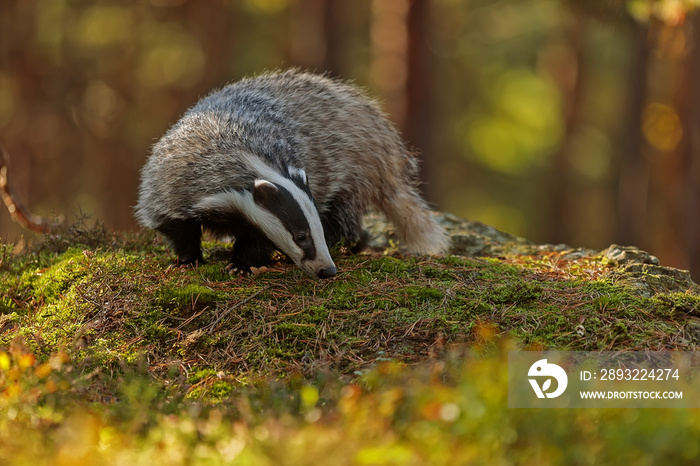 European badger Meles meles) in the wilderness during an autumn day