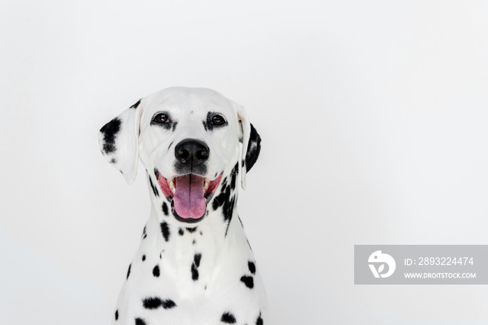一只可爱的达尔马提亚狗，嘴巴张开，被隔离在白色的地方