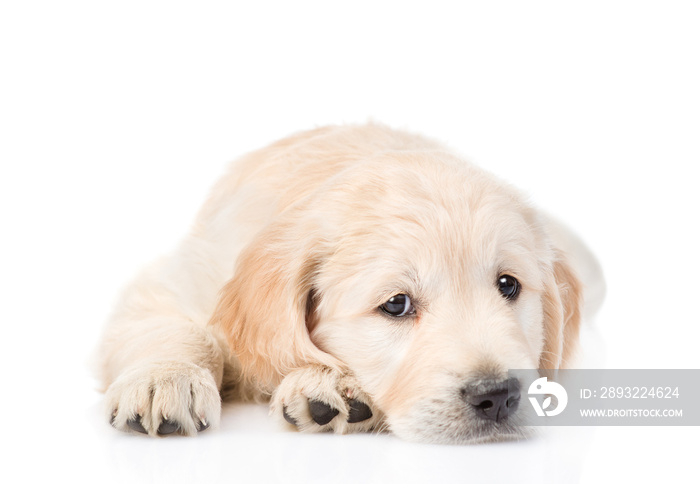 Sad Golden Retriever puppy lying in front view. isolated on white