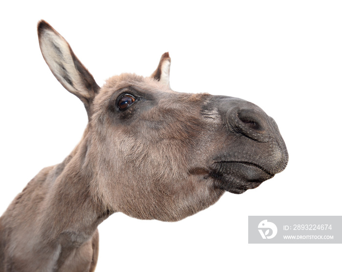 Donkey head isolated on white background. Funny donkey portait close up. Farm animal.