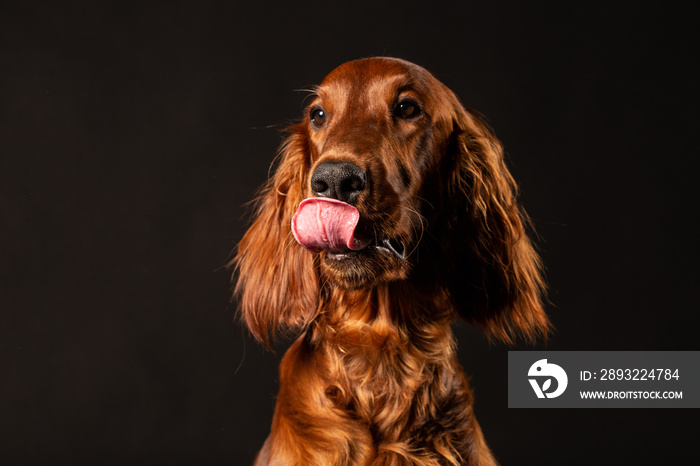 Irish Setter panting studio shot