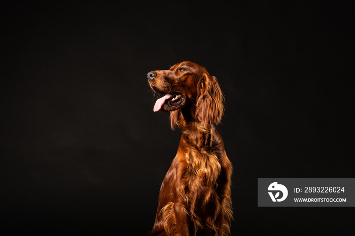 Irish Setter panting studio shot